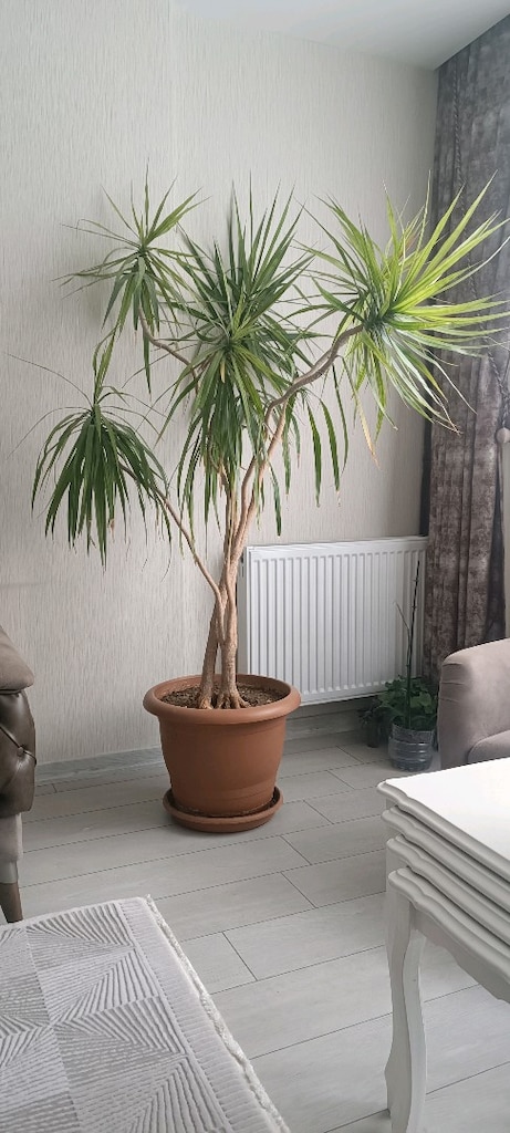 Madagaskar ejder ağacı UYGUN FİYAT! - 3