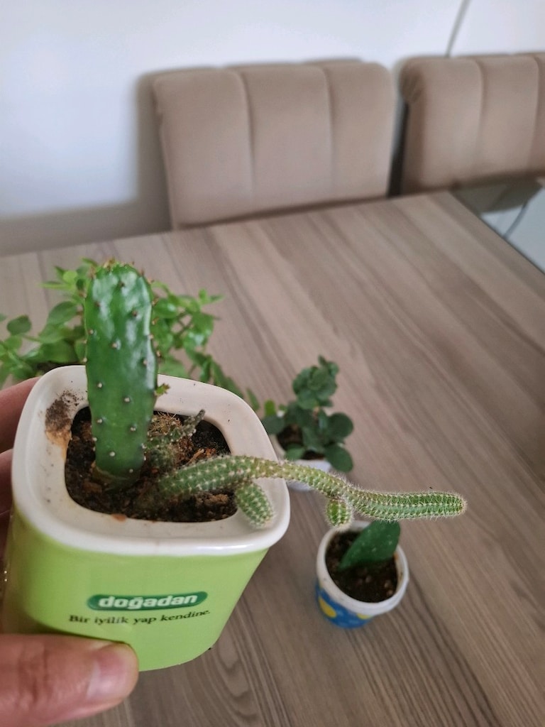 mini kaplarda 5 farklı çiçek 100₺ - 8