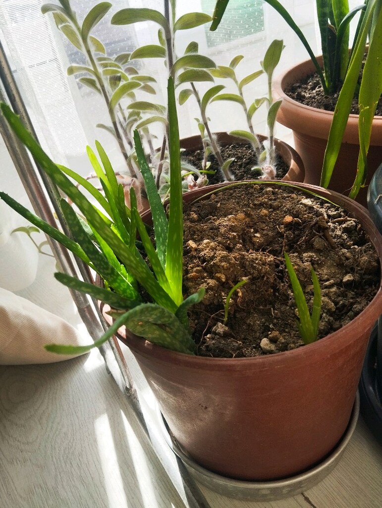 Canlı Çiçek her mevsim yetişen bakımı kolay - 19