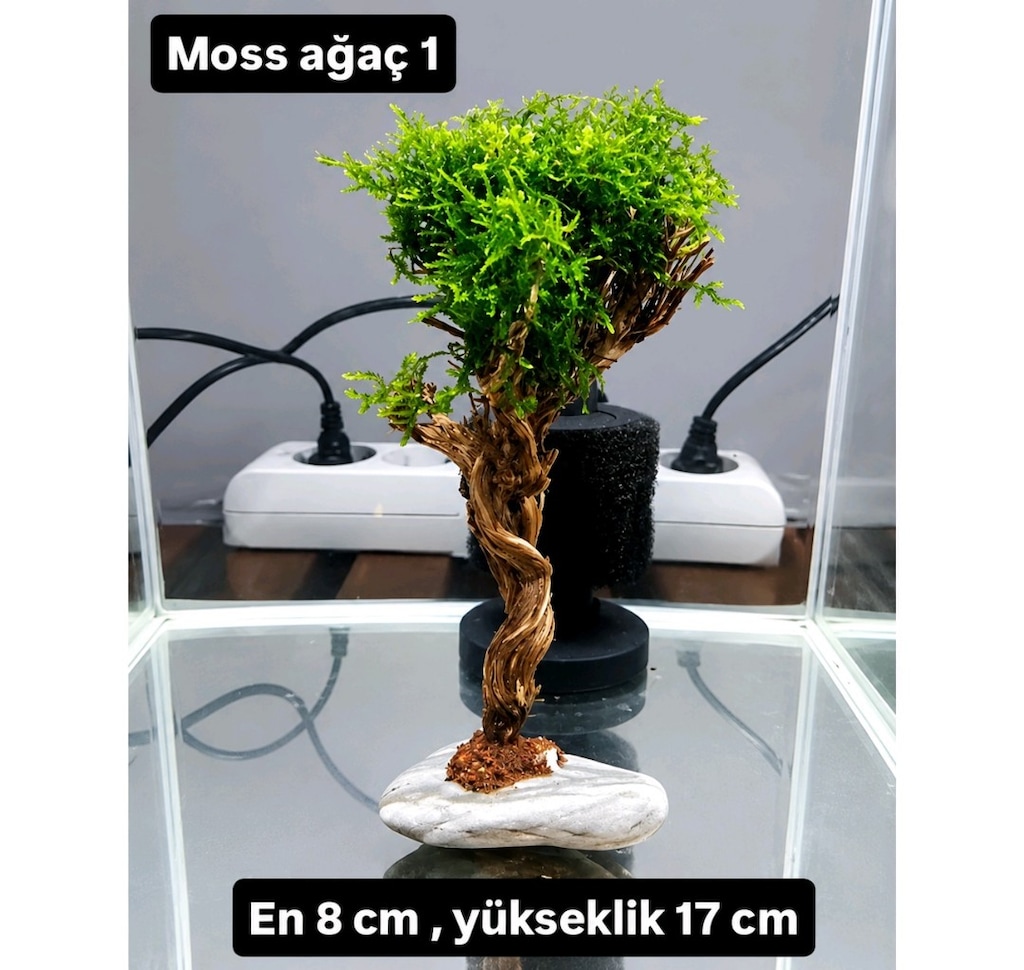 Mosslu ağaç çesitleri - 8