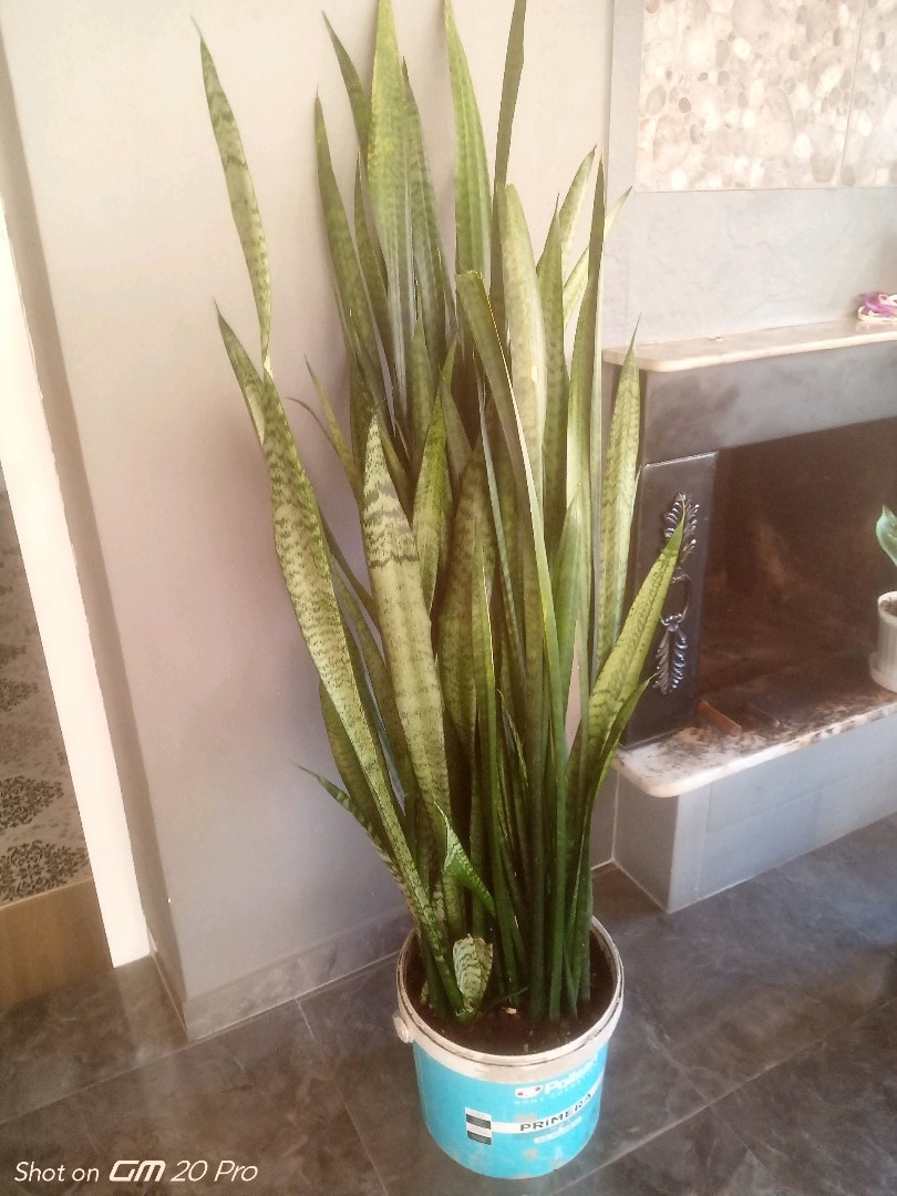 kılıç çiçeği 1 metre 50 santim - 6