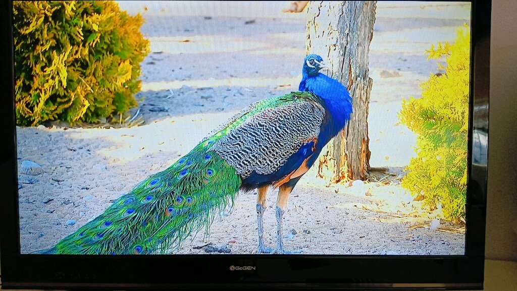42" Gogen Led Tv - 5