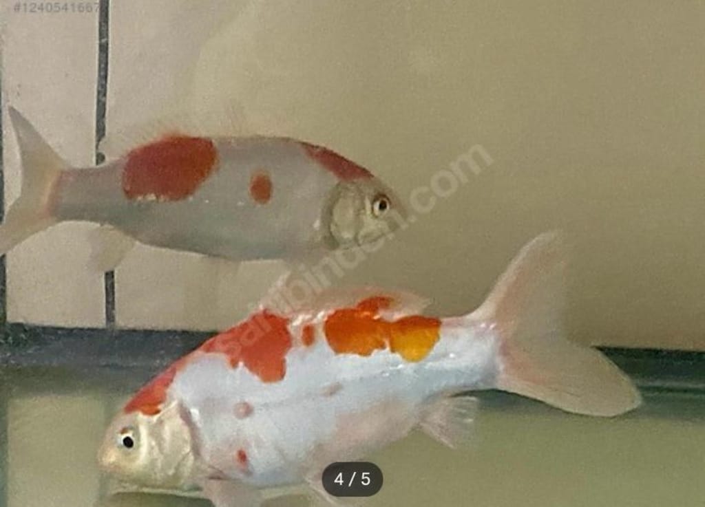 Bir Çift İthal Koi Balığı Akvaryumuyla Birlikte - 2