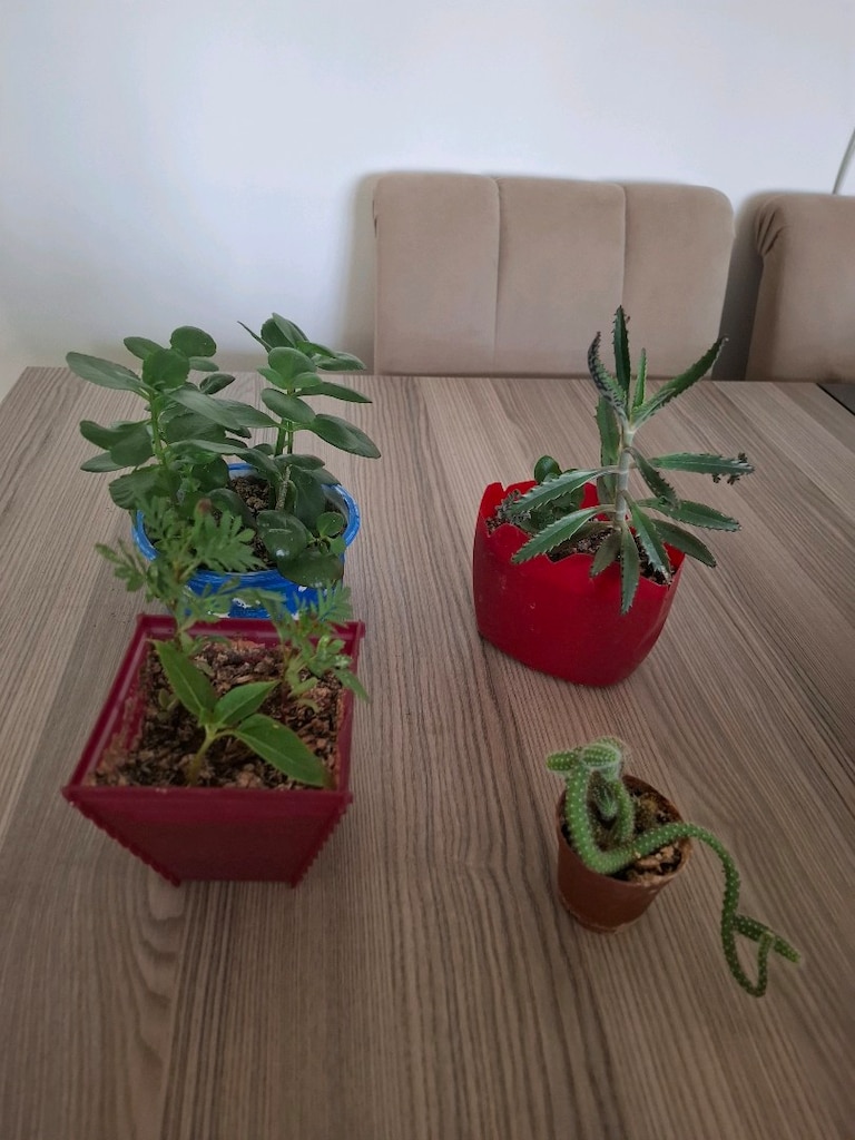 4 farklı canlı çiçek 100₺ - 7