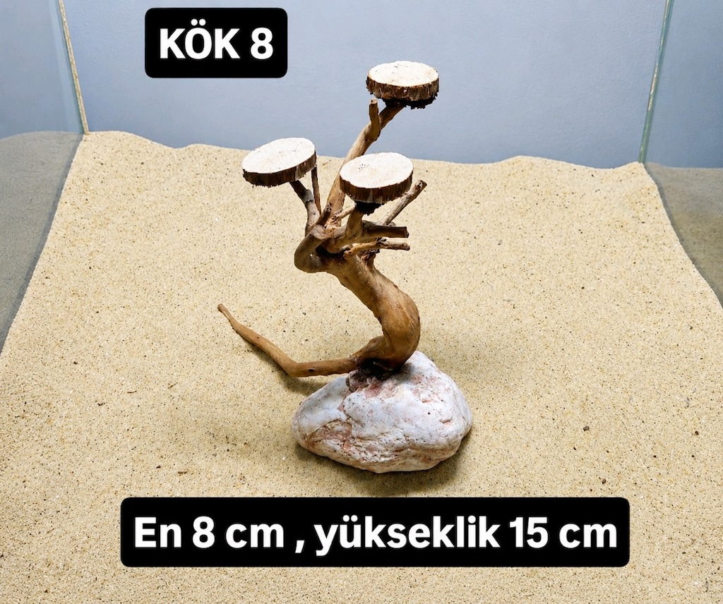 akvaryum kök - 16