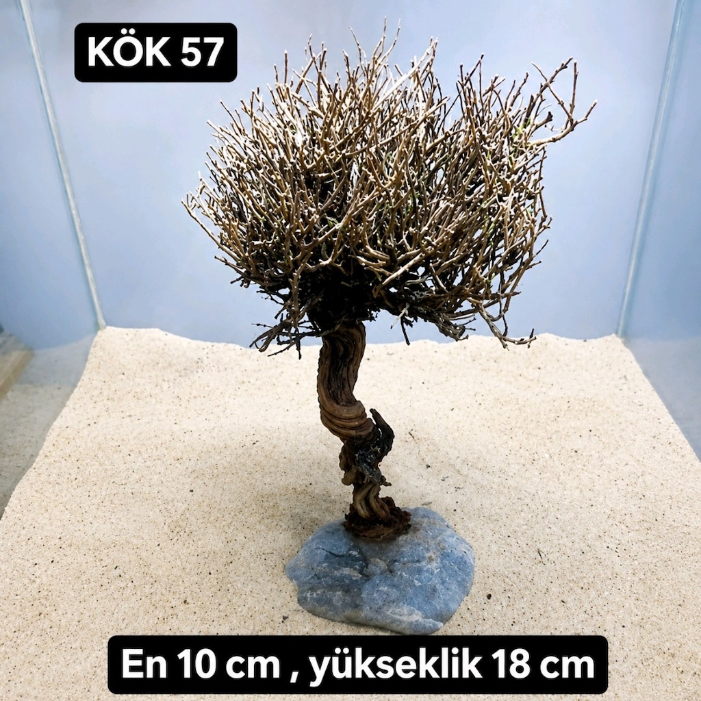Moss ağacı - 4