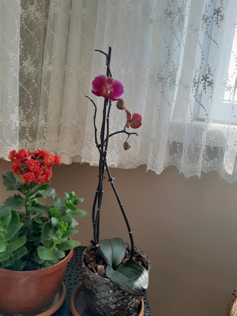 lila renkli orkide - 4