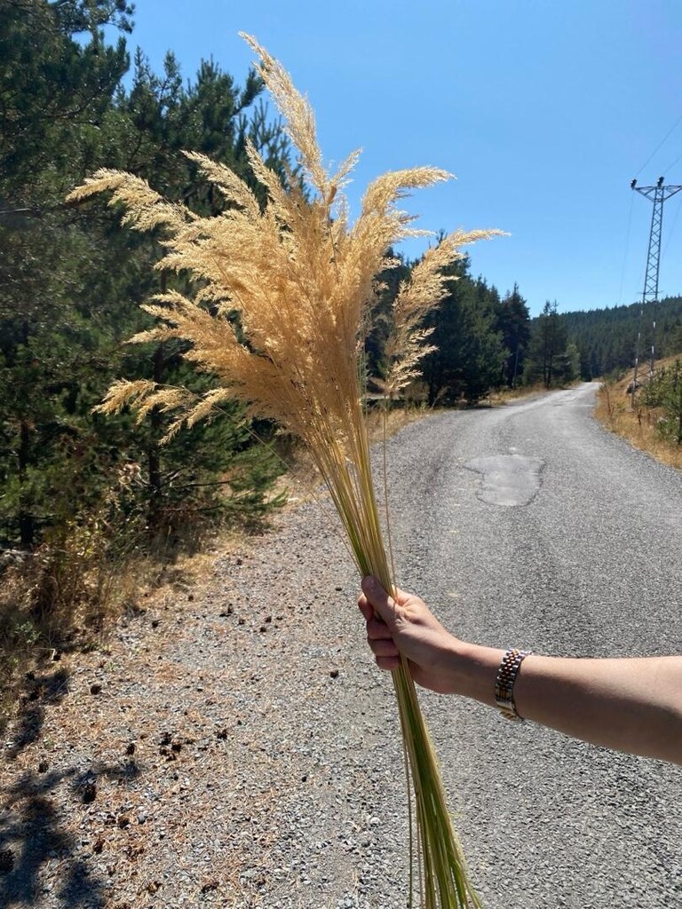 Pampas Otu - 2