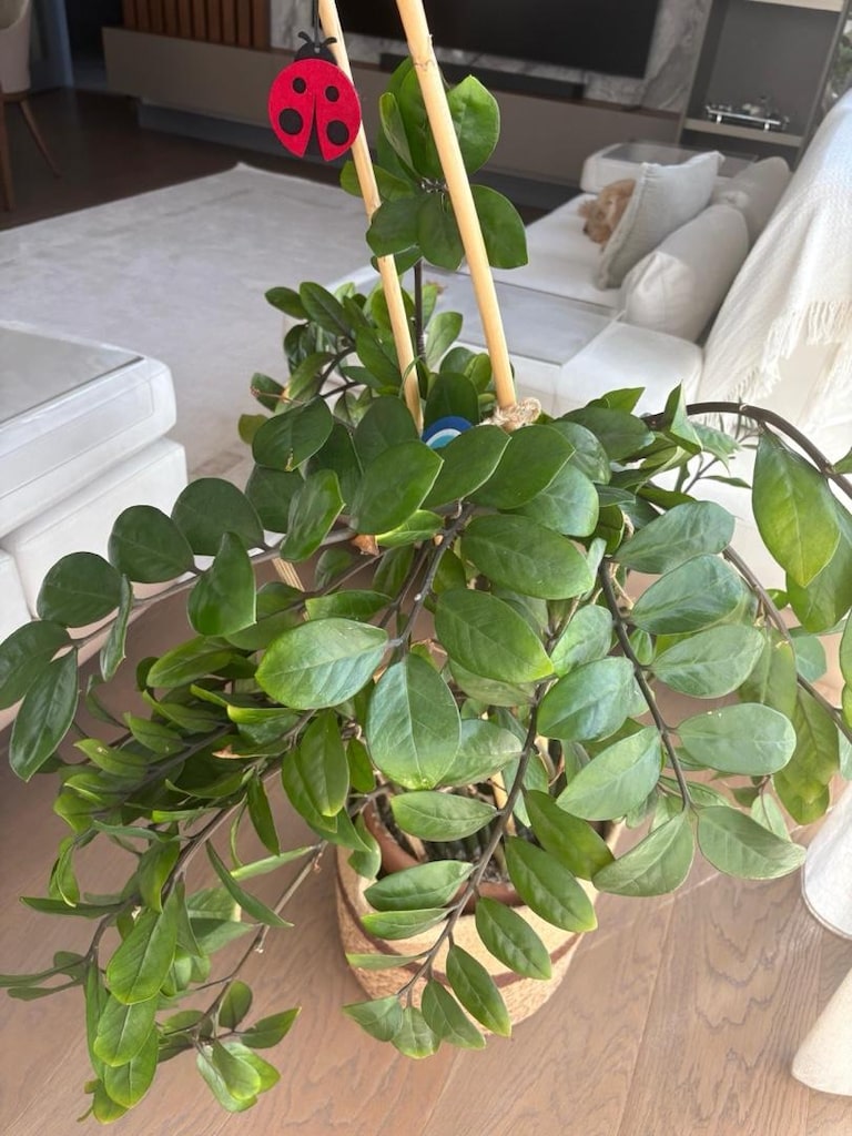 90 cm büyük boy zamia - zz - zeze çiçeği - yeni sürgünlü - 3