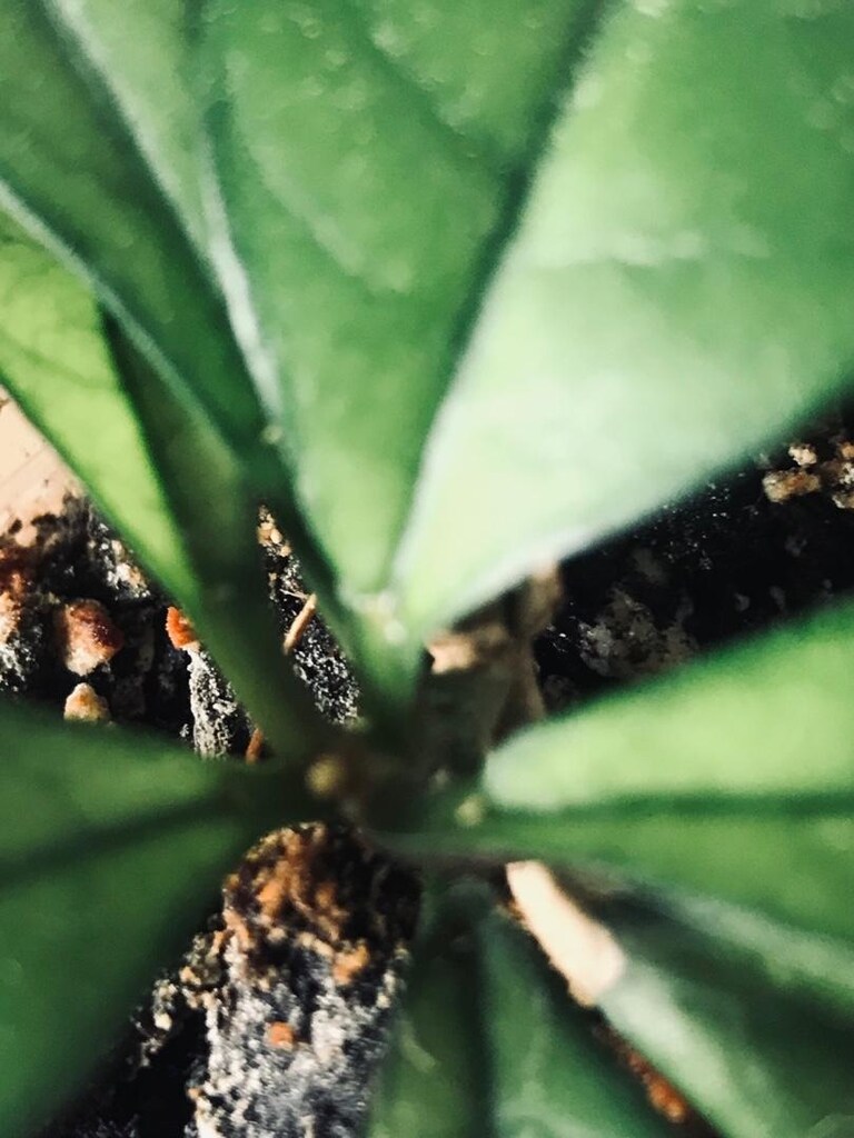 Hoya craspetiolata çiçek görseli alıntıdır - 4