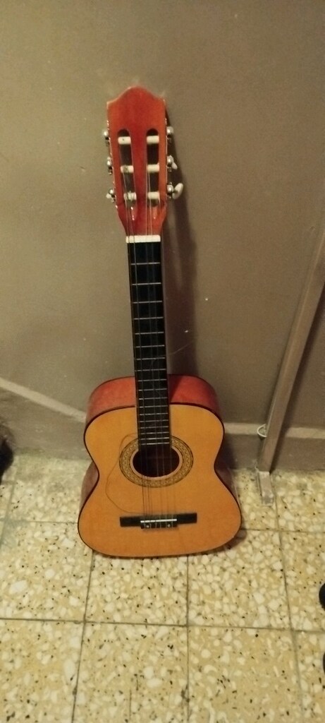 gitar ceviz ağacı