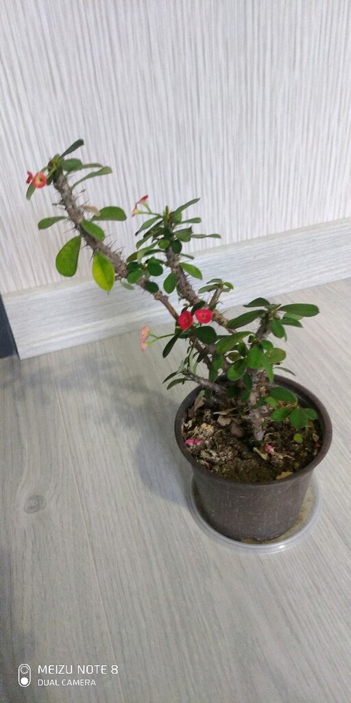 çiçek dikenler tacı - 4