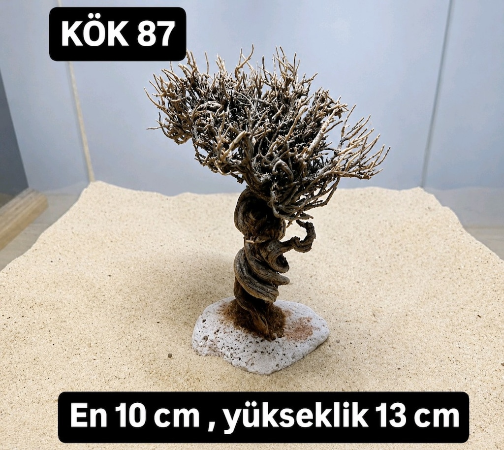 Moss ağacı - 7
