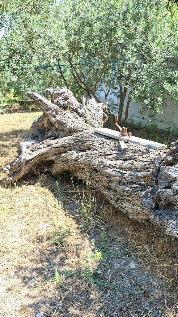 • Tasarımcılara Özel – Epoksi ve Mobilyaya Uygun Dev Asırlık Zeytin Kü