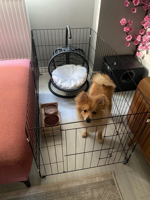 kedi köpek salıncak