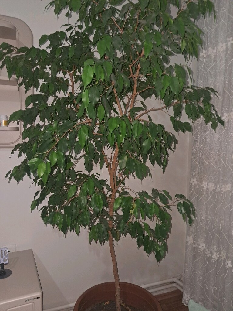 çicek - 3