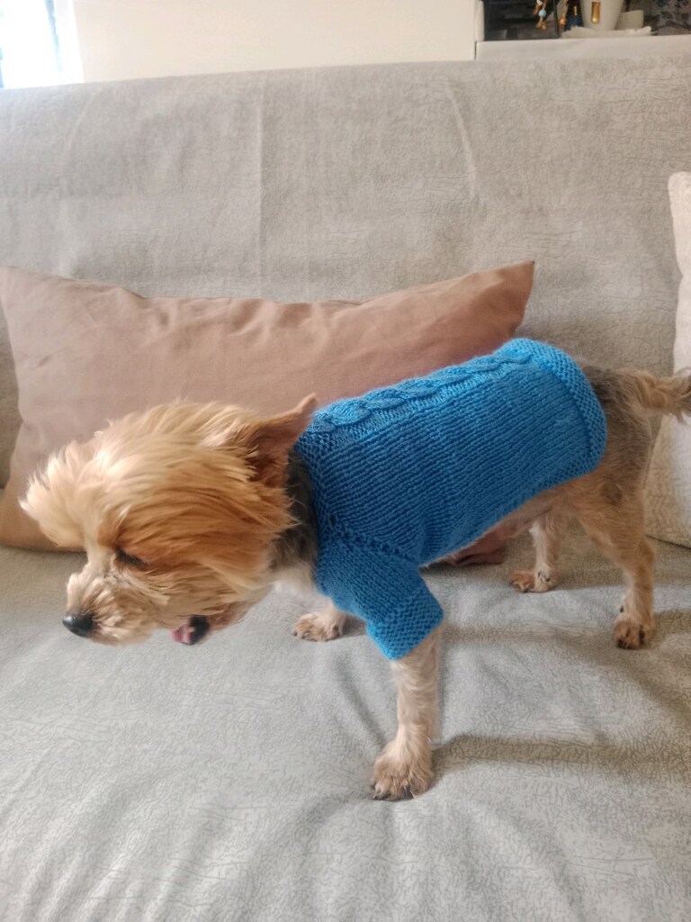 Köpek giyisisi S beden
