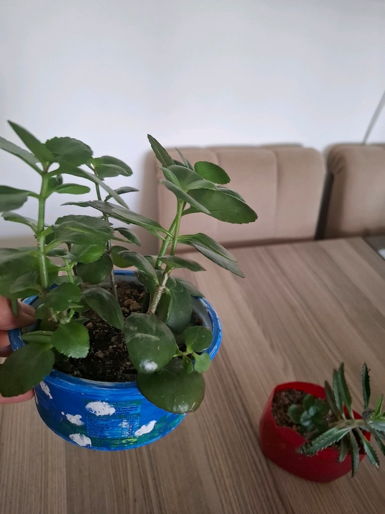4 farklı canlı çiçek 100₺ - 17