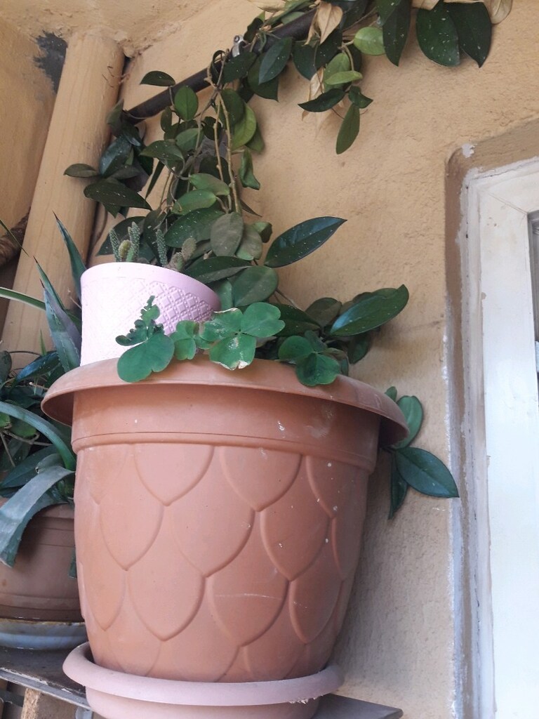 Canlı çicek boş saksı fiyatı - 4