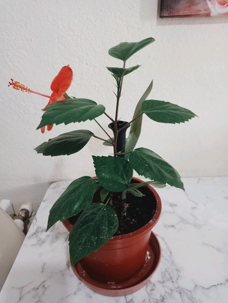 japon gülü diğer adı hibiskus - 6