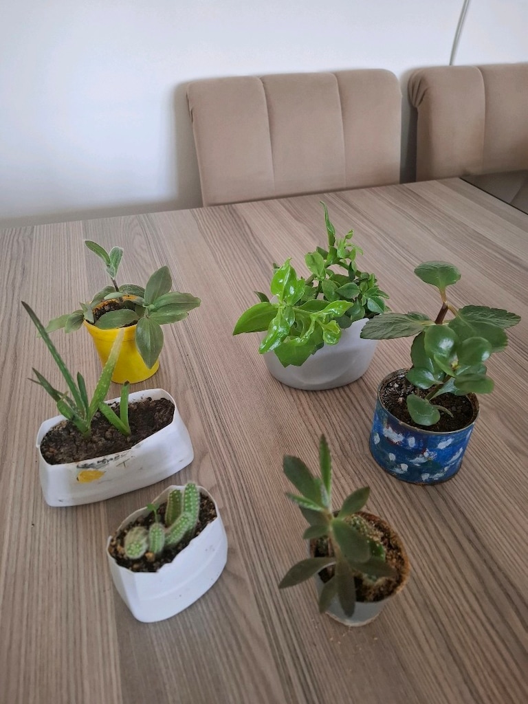 Hepsi 100₺ 6 adet canlı çiçek - 5