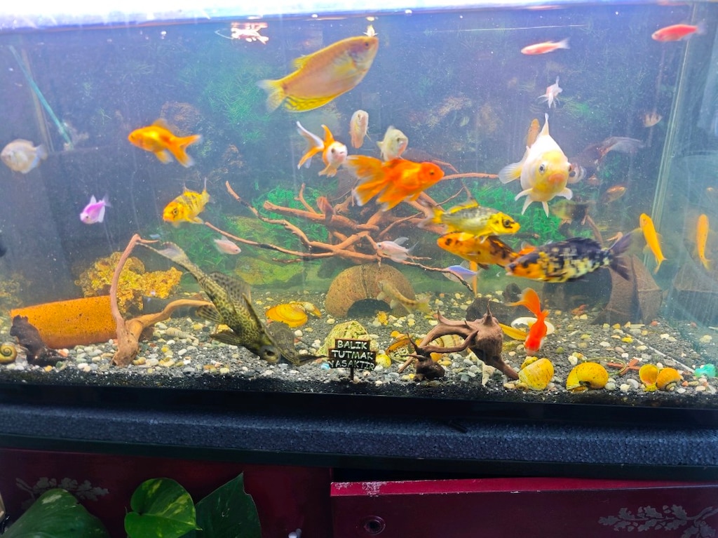 Çeşitli boyutlarda japon, Tetra ve zebra türleri - 5
