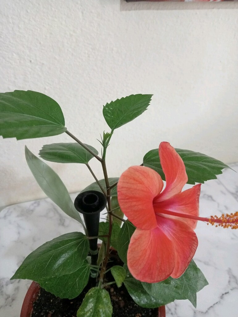 japon gülü diğer adı hibiskus - 7