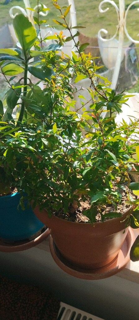 çeşitli bakımlı çiçekler - 2