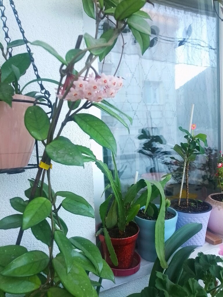 hoya mum çiçeği 155 cm boyunda 700 TL bufiyat pazara kadar geçerli - 2