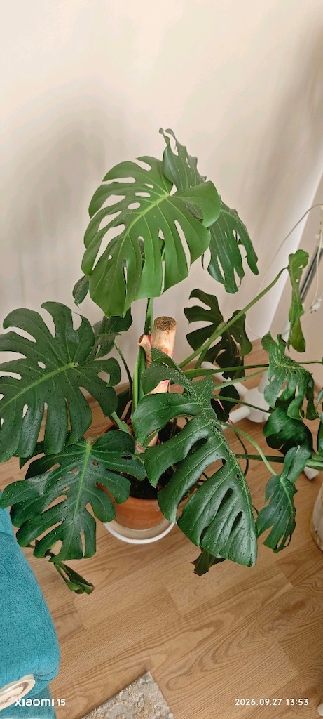 monstera deve tabanı yetişkin 50cm yaprak boy - 5