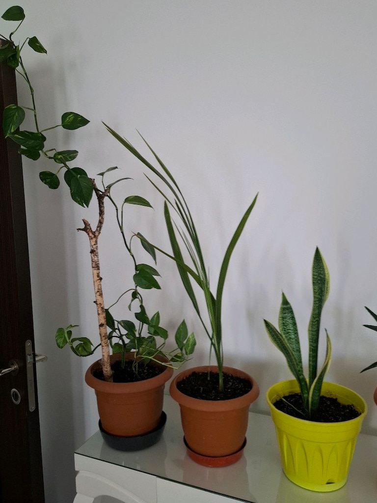 canlı çiçekler ( salon ,ofis balkon vs) - 12