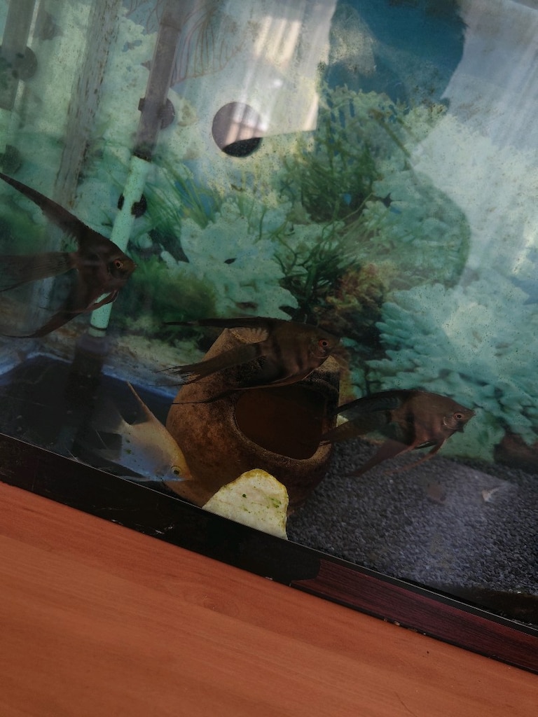 80 cm akvaryum - 2
