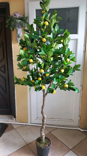 Yapay limon ağacı 190 cm boyunda