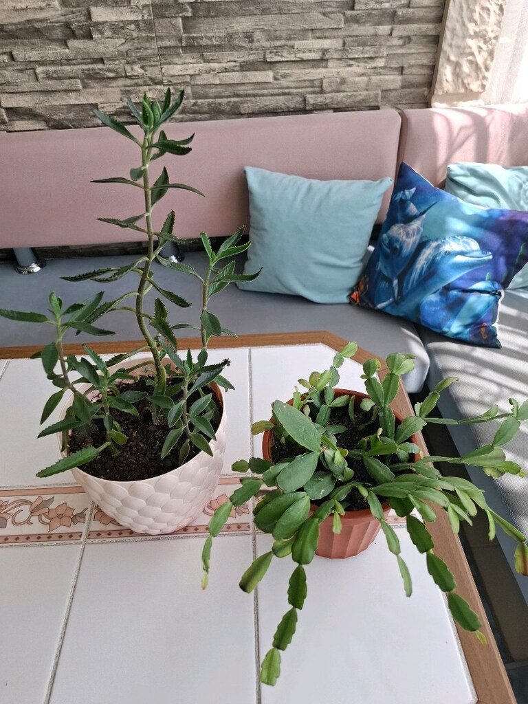 çiçek ( 2 saksı 550₺ ) - 9