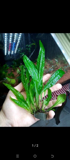 JAVA FERN AKVARYUM BİTKİSİ