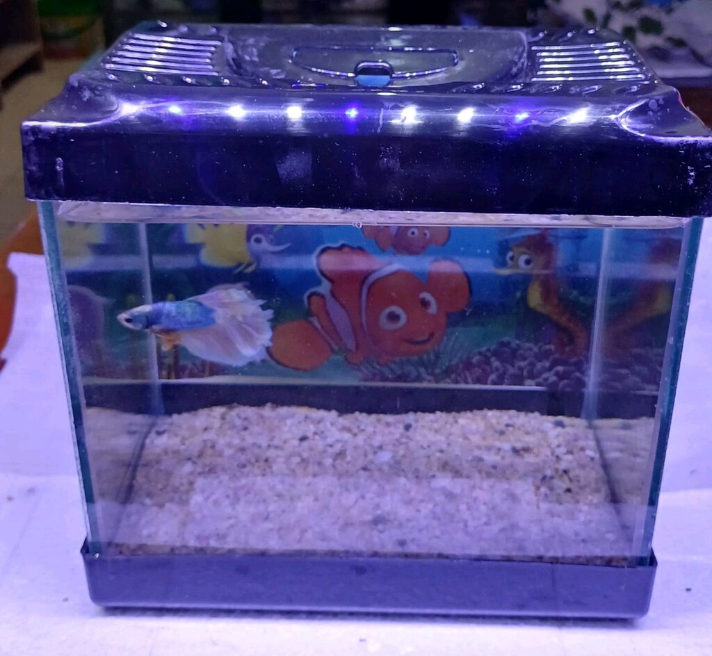 betta ve akvaryum - 4