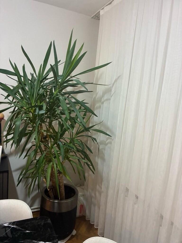 Yuka bitkisi (yucca) - 4