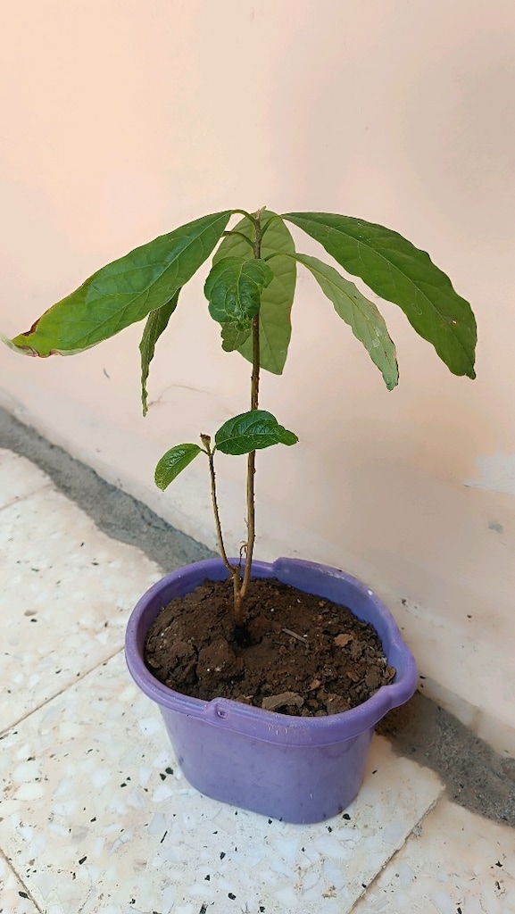 2 Adet Avakado ağacı - 5