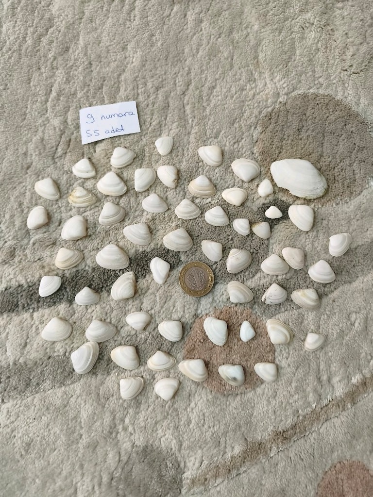 doğal Deniz kabukları - 9