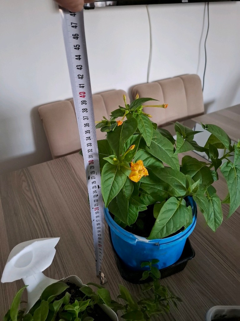 canlı çiçekler ( hepsi 350₺) - 4