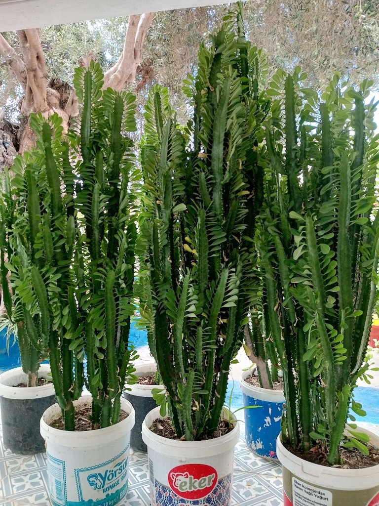Süt Kaktüsü - 2