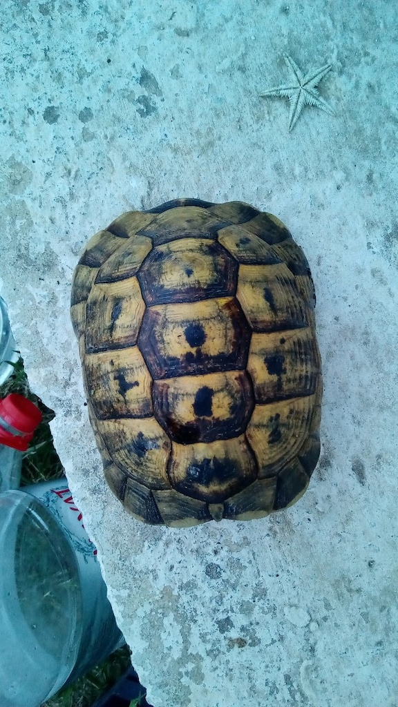 Kaplumbağa Kabuğu - 3
