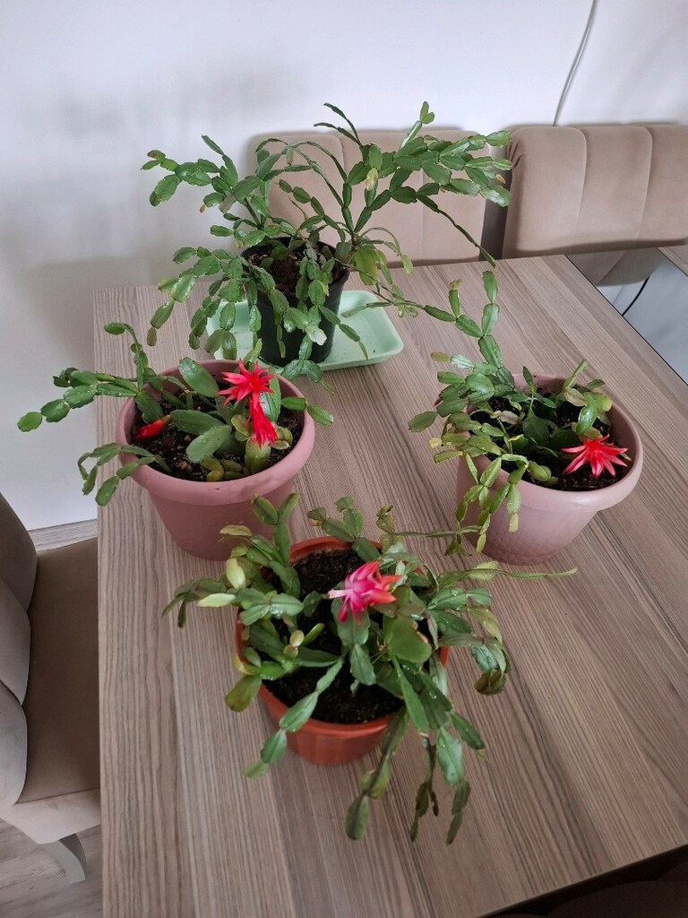 Canlı çiçekler ( tanesi 250₺) - 6