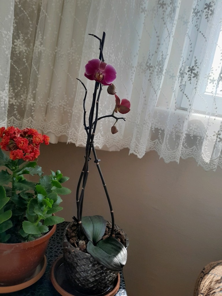 lila renkli orkide - 3