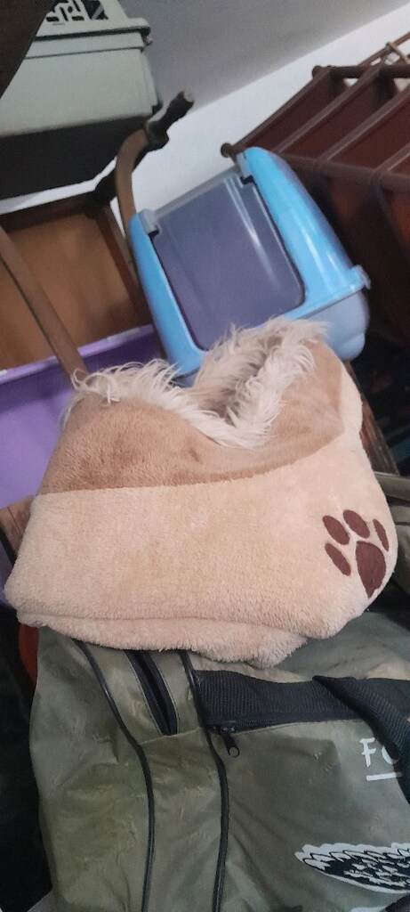 Kedi evi - 2