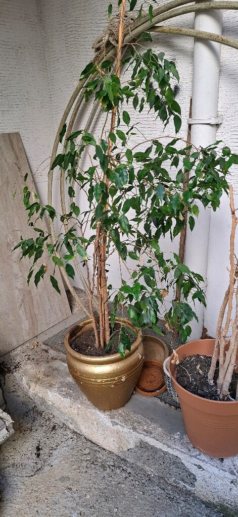 Bünyamin çiçegi - 2