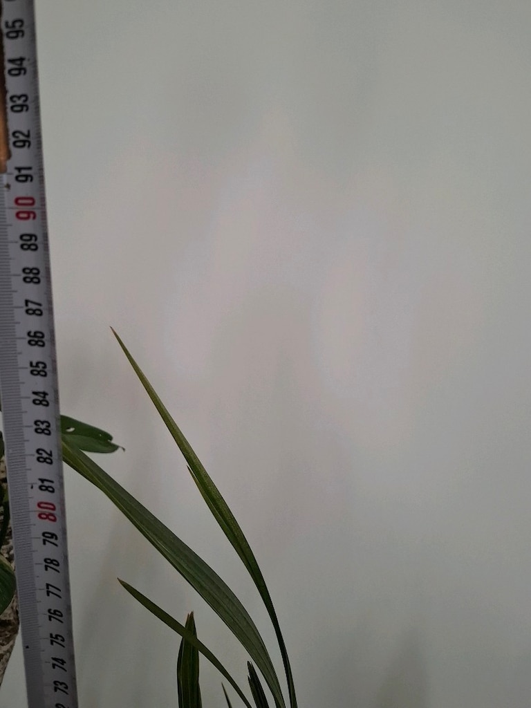 canlı çiçekler ( salon ,ofis balkon vs) - 19