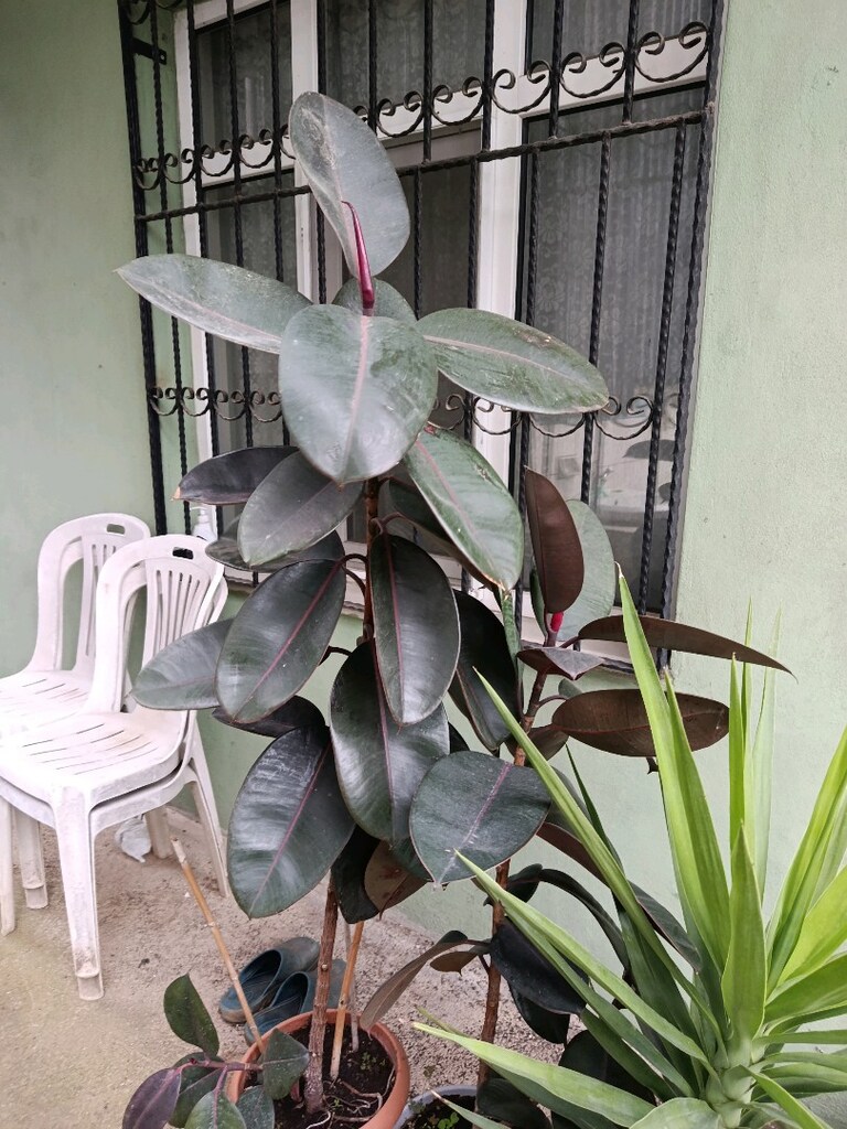 kauçuk çiçeği - 2