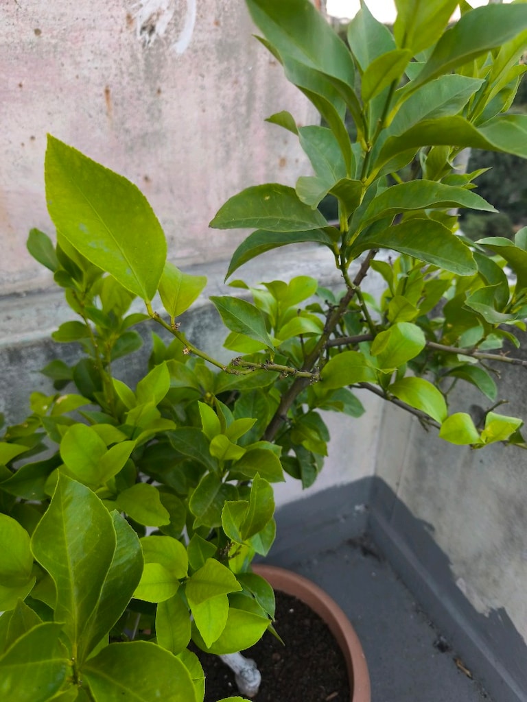 Limon ağacı - 4