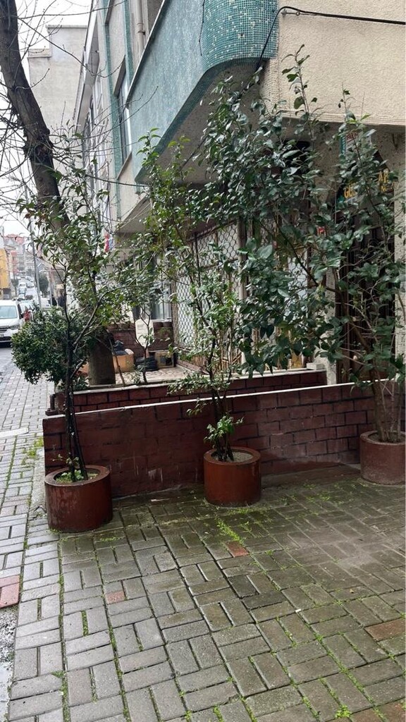 Çiçek Büyük Ağaç (Çit bitkisi/dekoratif) - 3